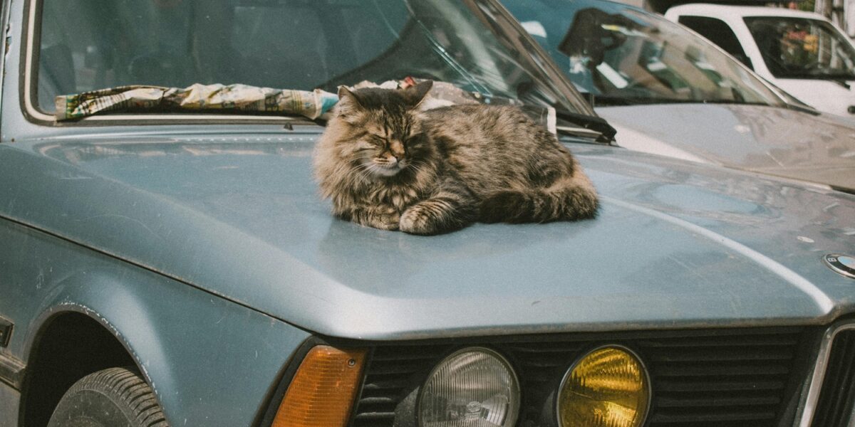 Premier safari de chats domestiques