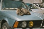 Premier safari de chats domestiques