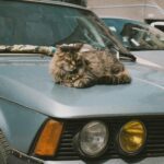 Premier safari de chats domestiques